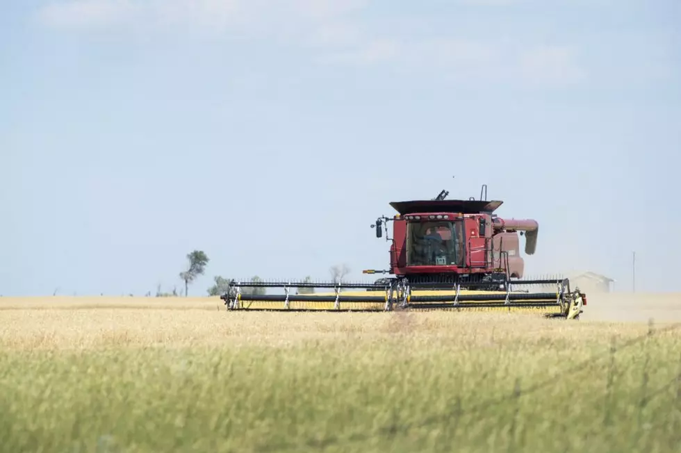 Winter wheat harvest begins on Montana’s Hi-Line