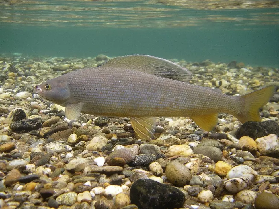 Groups to sue USFWS for arctic grayling protection in the Big Hole River