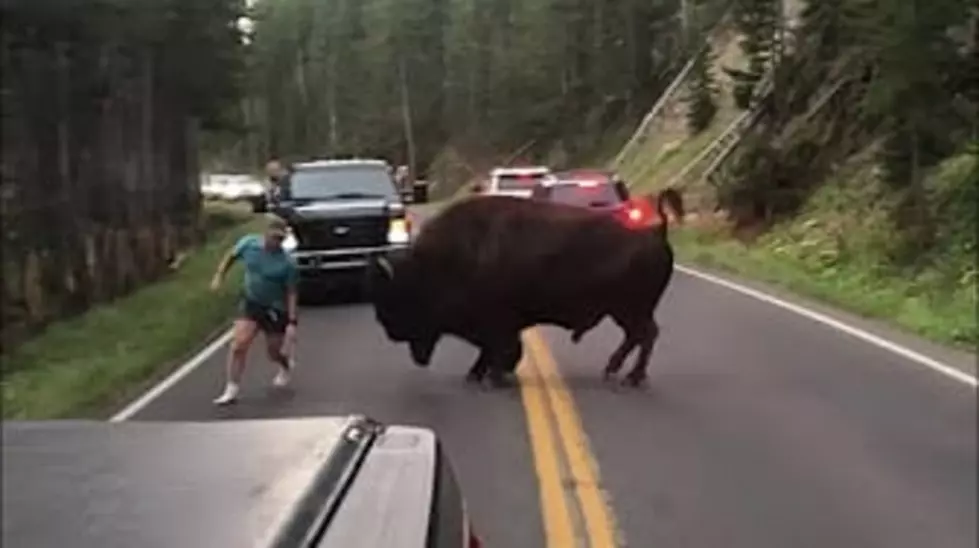 Tourist who taunted bison banned from Yellowstone, Grand Teton, Glacier national parks