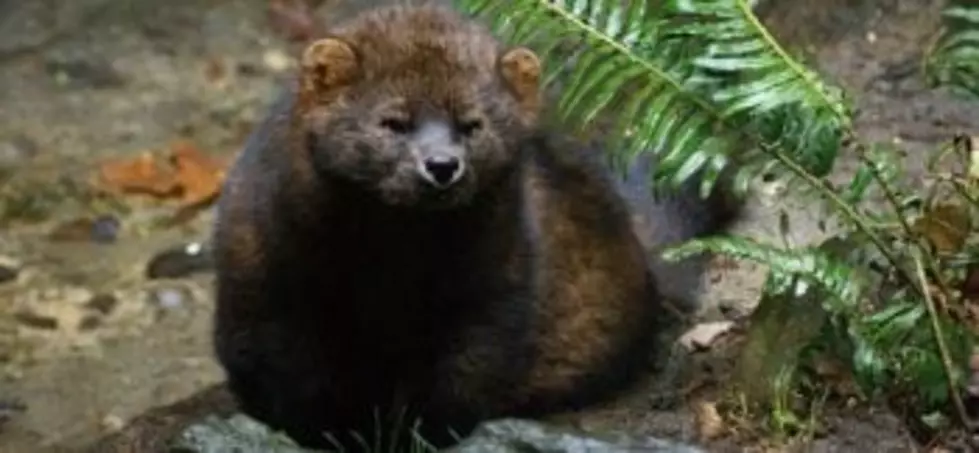 Judge voids denial of protected status for Pacific fisher