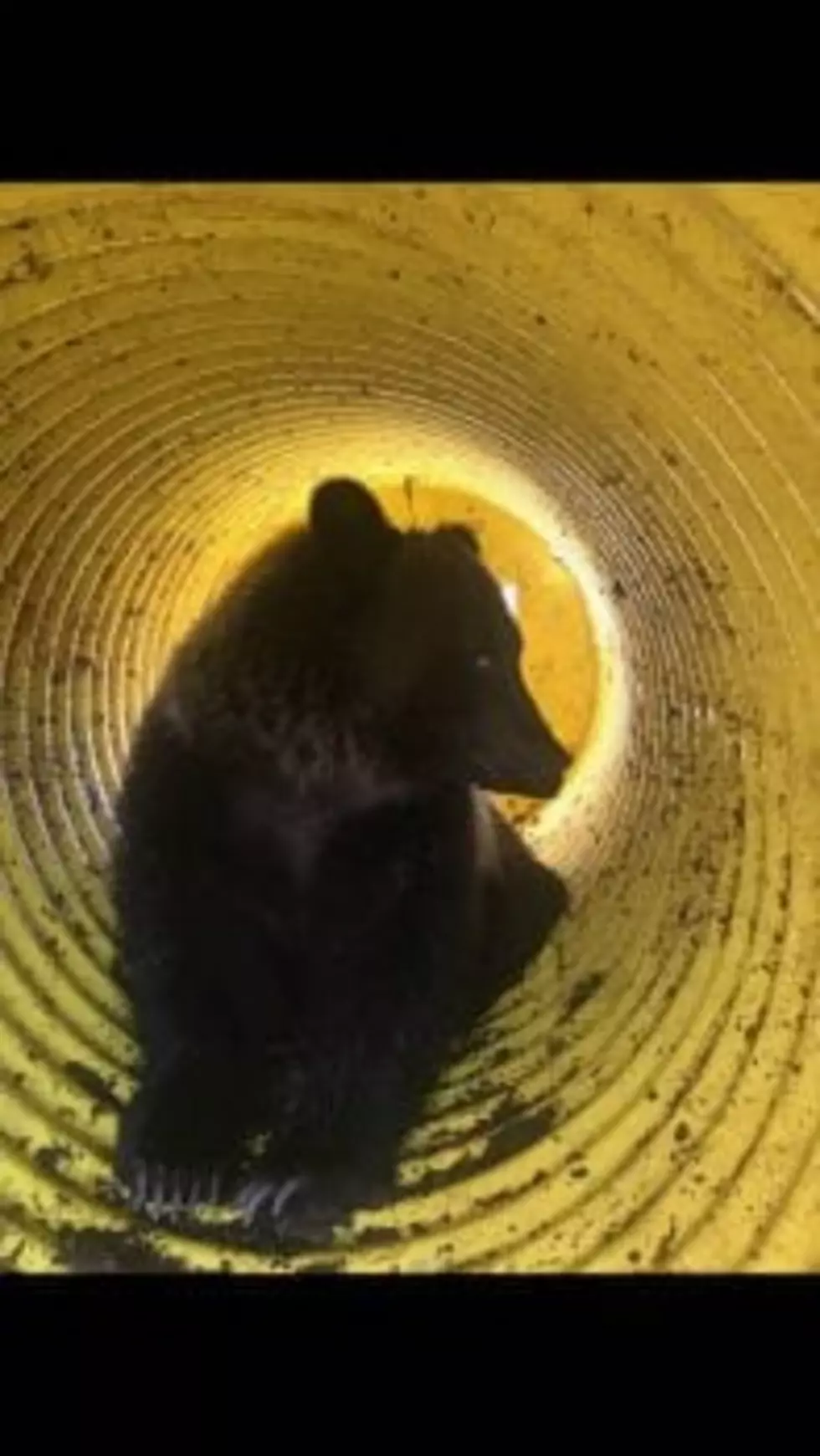 A first! Grizzly bear trapped on Bitterroot Valley golf course