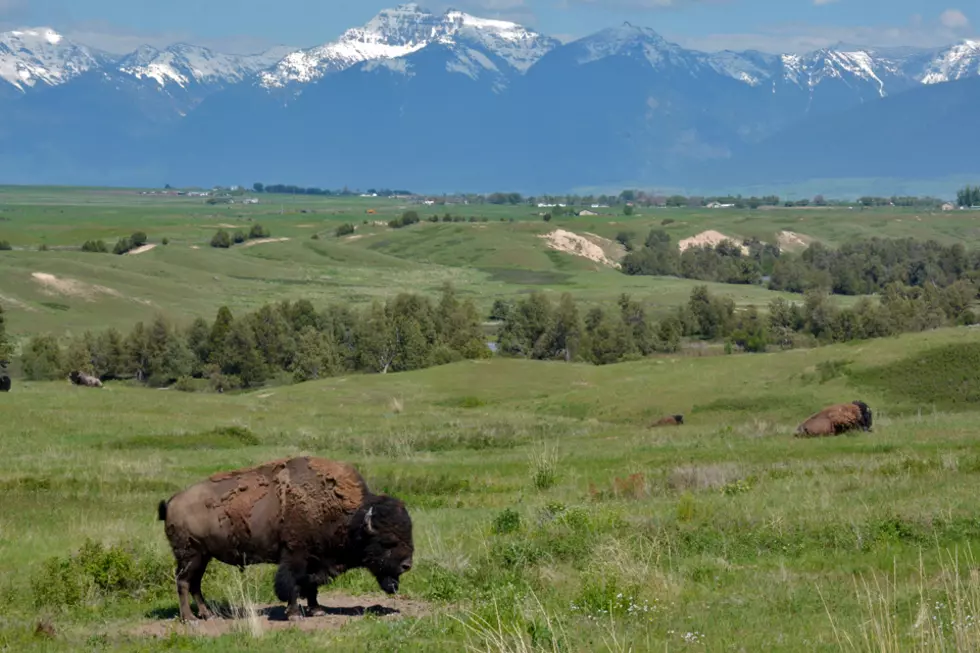 Bison ignite debate over future movement, expansion in Montana