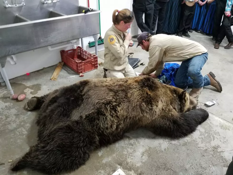 900-pound grizzly bear relocated after seeking refuge in garage outside Valier