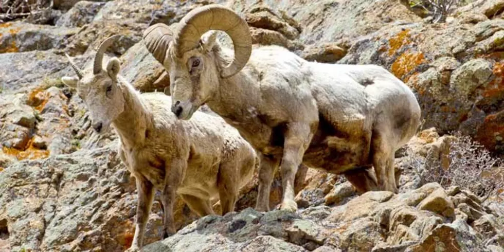 FWP selects too many hunters in moose, bighorn sheep license draw