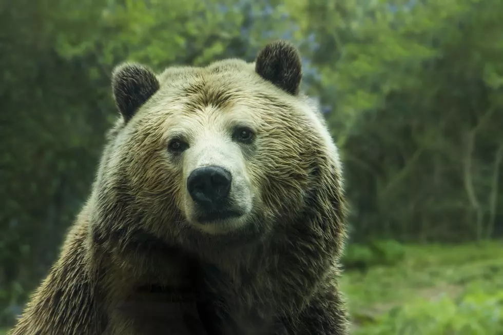 FWP: Hunter kills grizzly bear in self-defense encounter in Madison Range