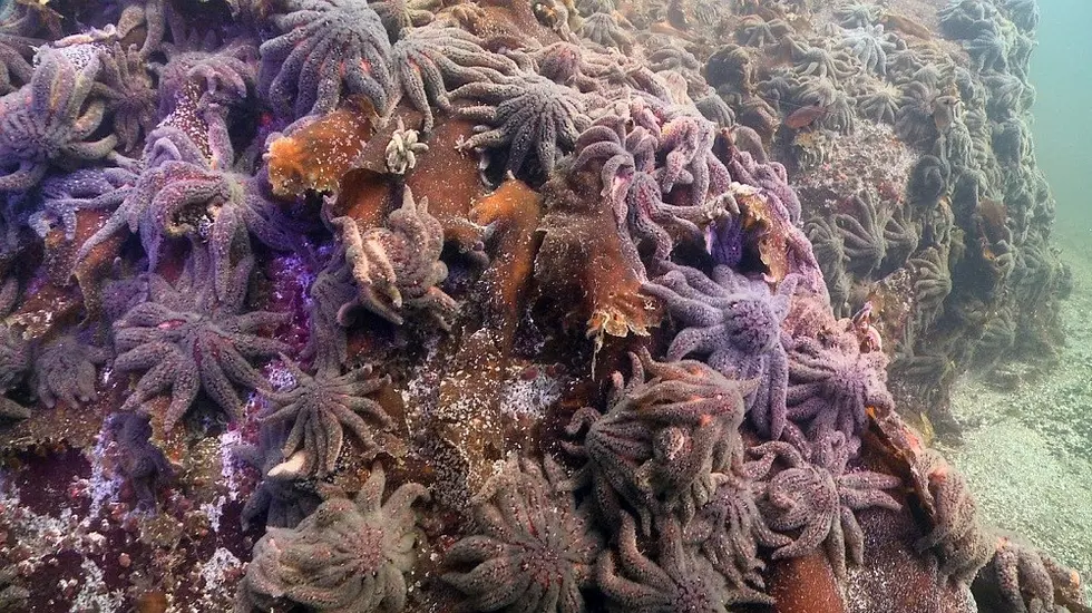 Focus on climate change: West Coast sea stars all but wiped out by ocean warming