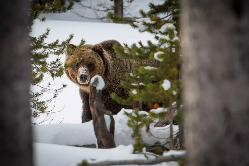 USGS may cut grizzly bear monitoring due to funding