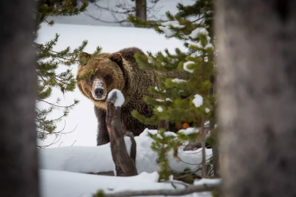 Prepare for the Bear