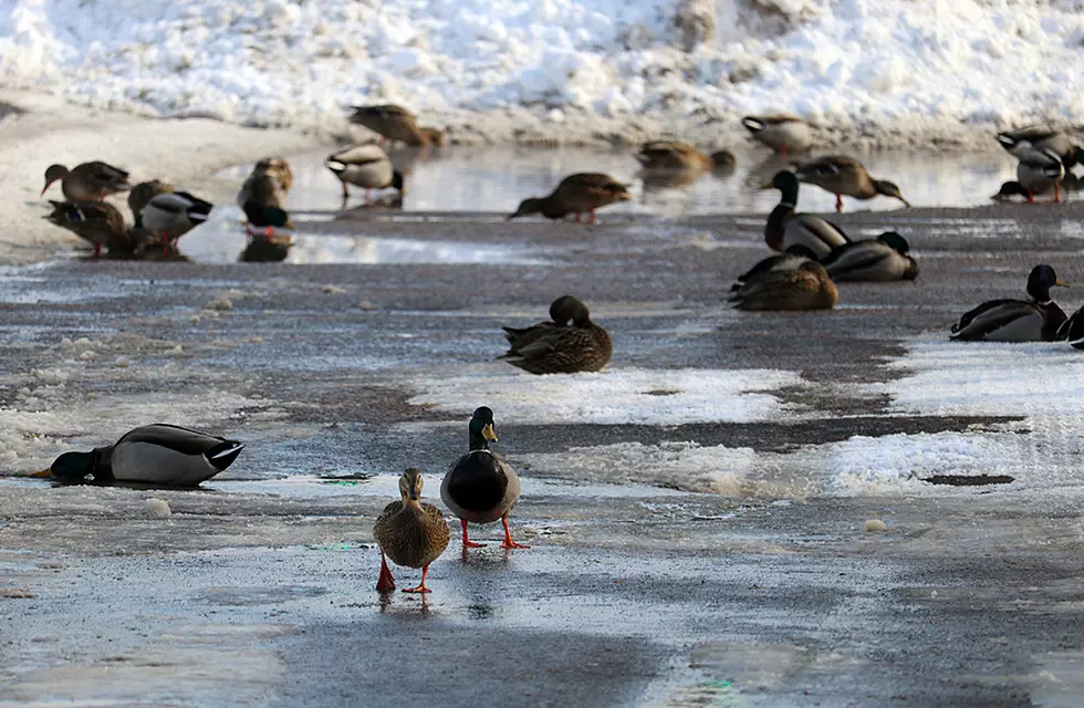 Patchy February moisture causes snowpack to fall behind