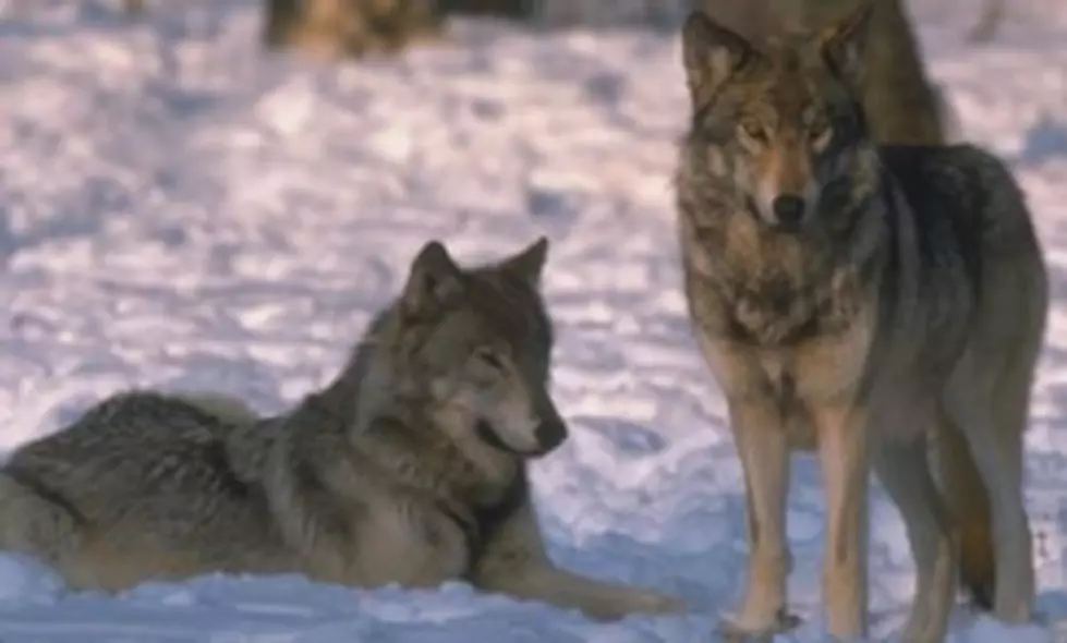 Wisconsin tribes sue to stop fall wolf hunt; inflated kill quota, tribal rights