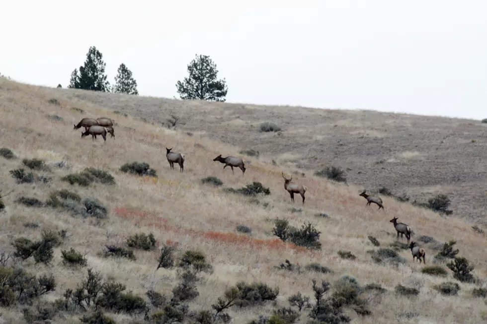Elk requirements stop Lincoln area logging project
