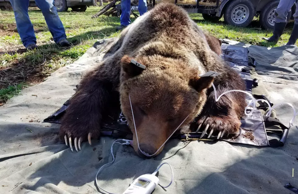 All sides criticize grizzly bear report for trophy hunt impasse