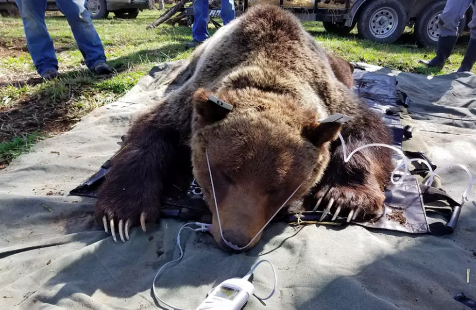 Web-based tourism complicates efforts to reduce grizzly conflicts