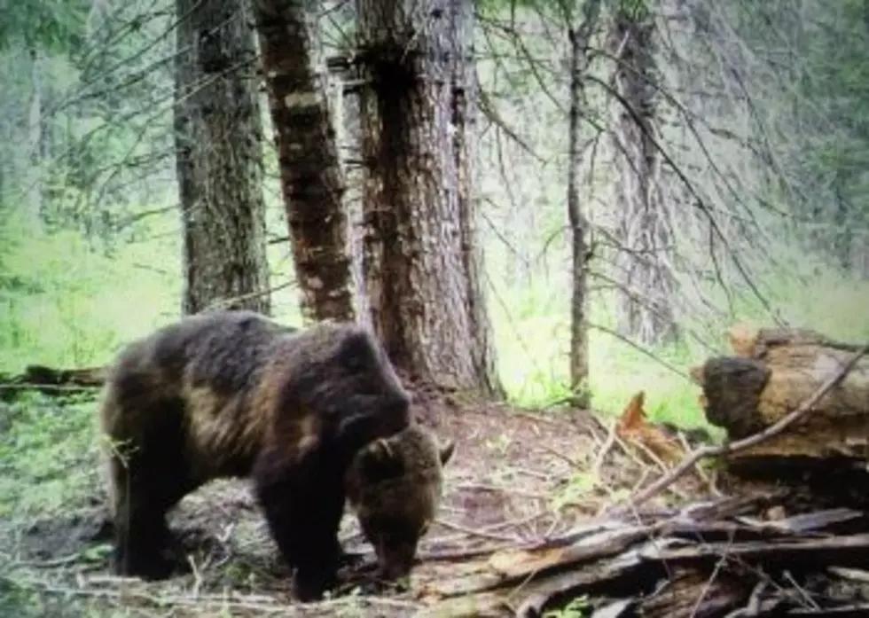 Trump administration settles Montana lawsuit, agrees to review status of grizzly bears