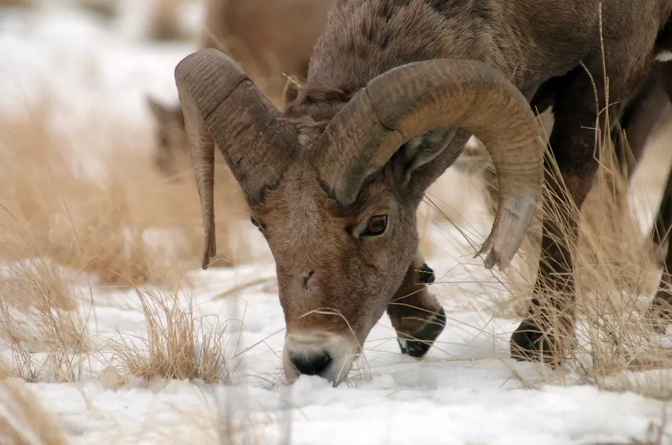 Citizen scientists help record bighorn sheep behavior in Glacier National Park