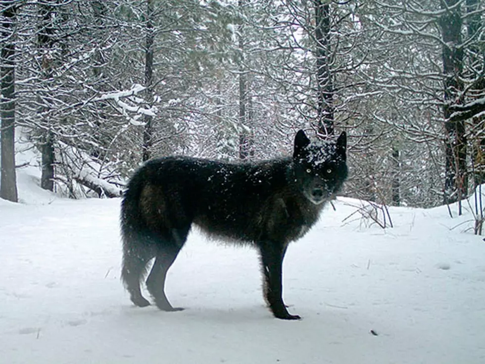 Oregon relaxes rules for hunting livestock-killing wolves