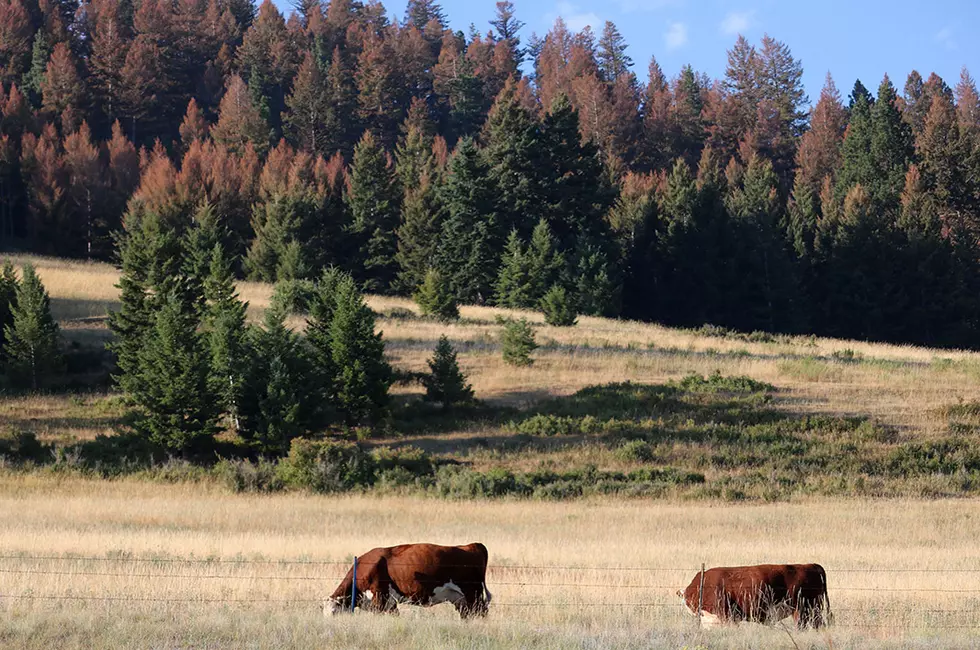 Tussock moths take a bite from South Hills fir stands; trees expected to recover