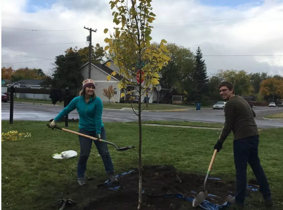 Sustainable Missoula: Can trees really save the planet? It’s complicated.