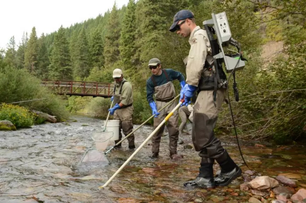 Federal infrastructure money funds fish passage for western Montana trout