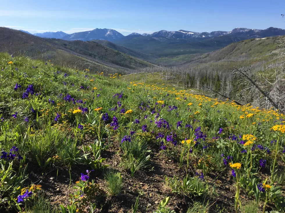 Federal appeals court upholds cancellation of Badger-Two Medicine oil, gas leases