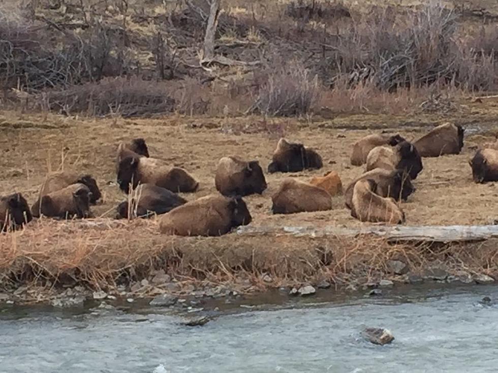 Viewpoint: Killing of Yellowstone bison is wildlife genocide 