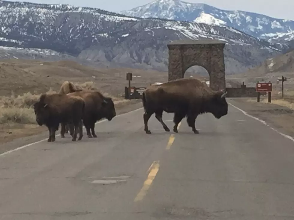 Yellowstone National Park to open Montana entrances on June 1