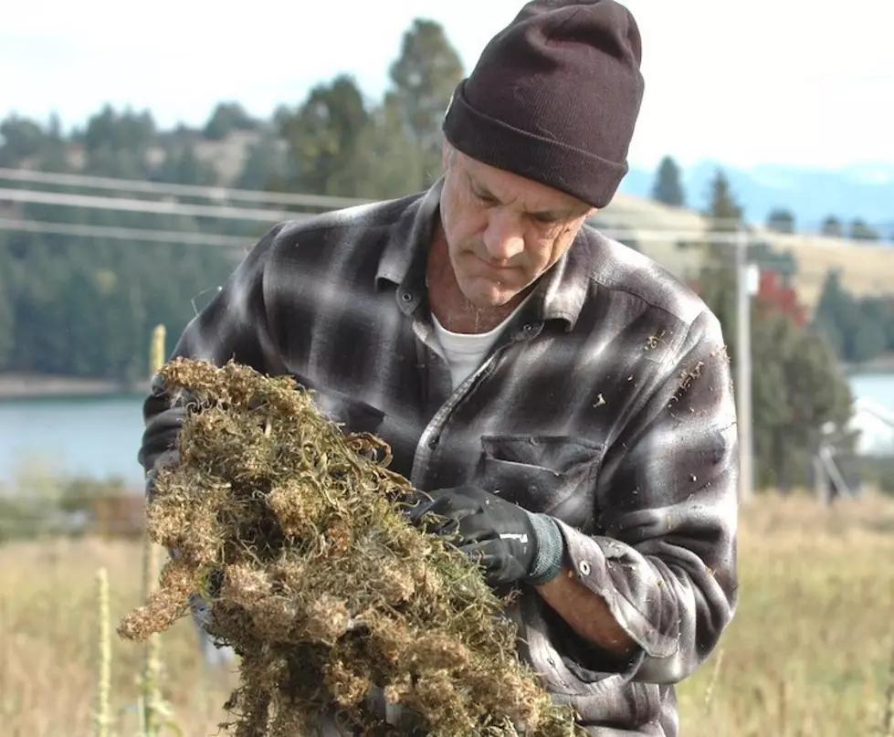 Feds clear path for hemp farming; Montana leads the nation in crop production