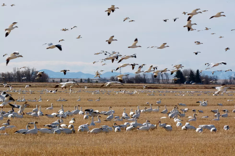 Conservationists slam lame-duck gut of migratory bird protections