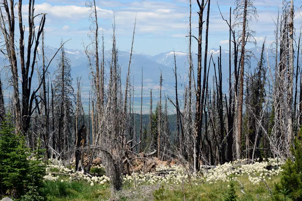 Bitterroot group sues to stop logging on elk habitat, roads in roadless area