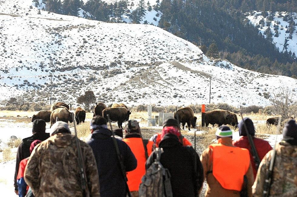 Viewpoint: Close Yellowstone bison hunting area