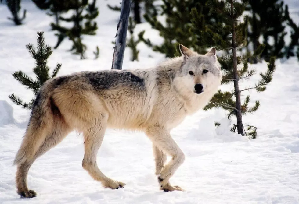 Public comment runs 10-1 against Montana&#8217;s new wolf hunting, trapping regs