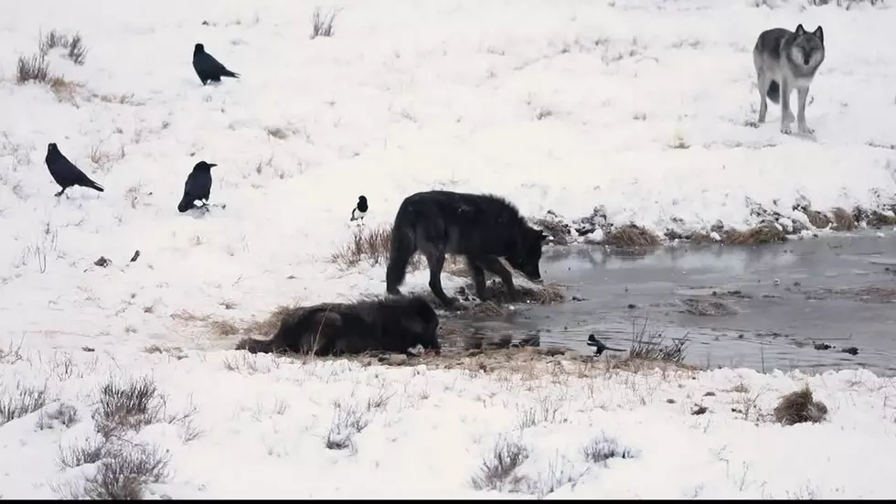 Yellowstone National Park: Genetic researchers pinpoint origin of Yellowstone&#8217;s black wolves