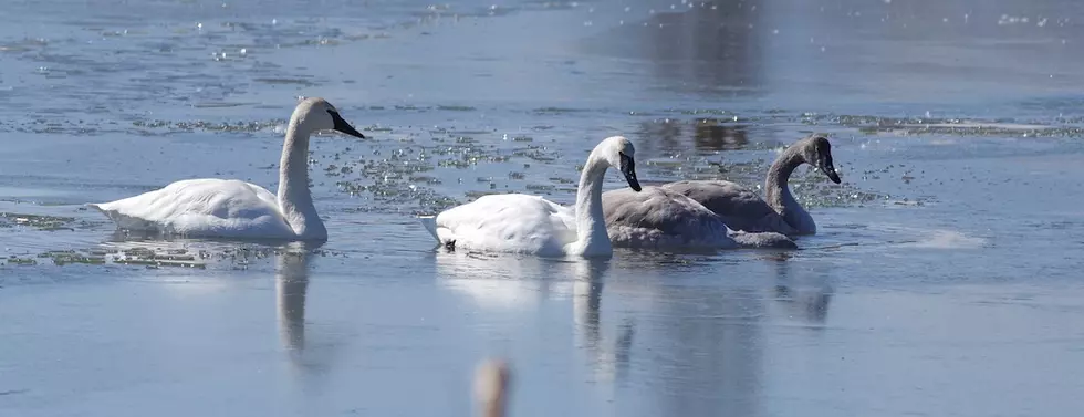 Voices: Montana’s fish win and anglers win with Water Rights Protection Act