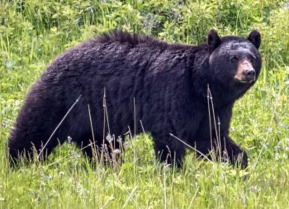 Federal judge advances lawsuit challenging black bear baiting in national forests
