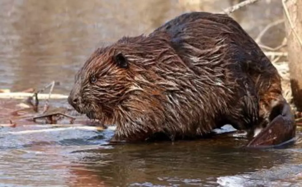 Viewpoint: Redefining varmint – not the politician