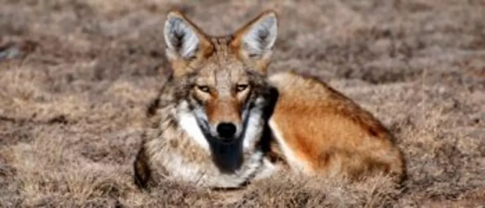 Voices: Settlement brings Wildlife Services&#8217; killing program out of the shadows