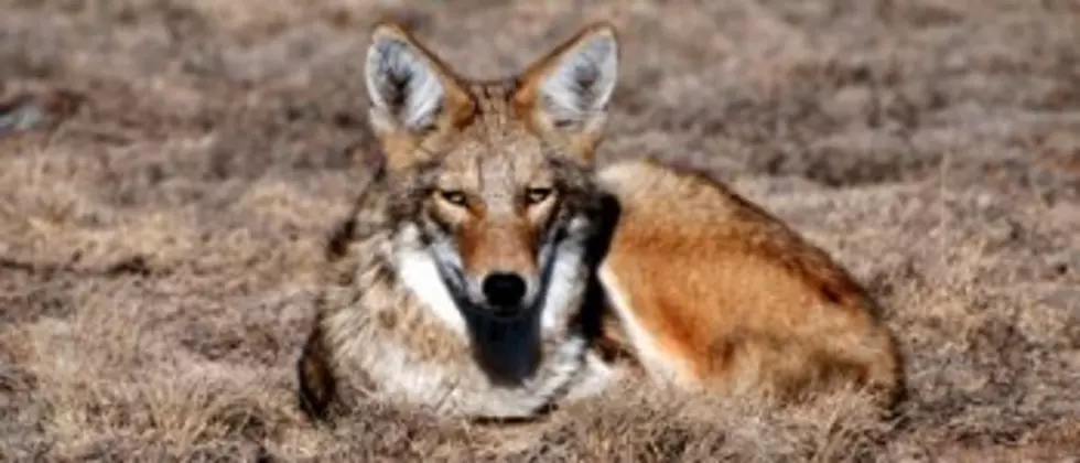 Voices: Settlement brings Wildlife Services’ killing program out of the shadows
