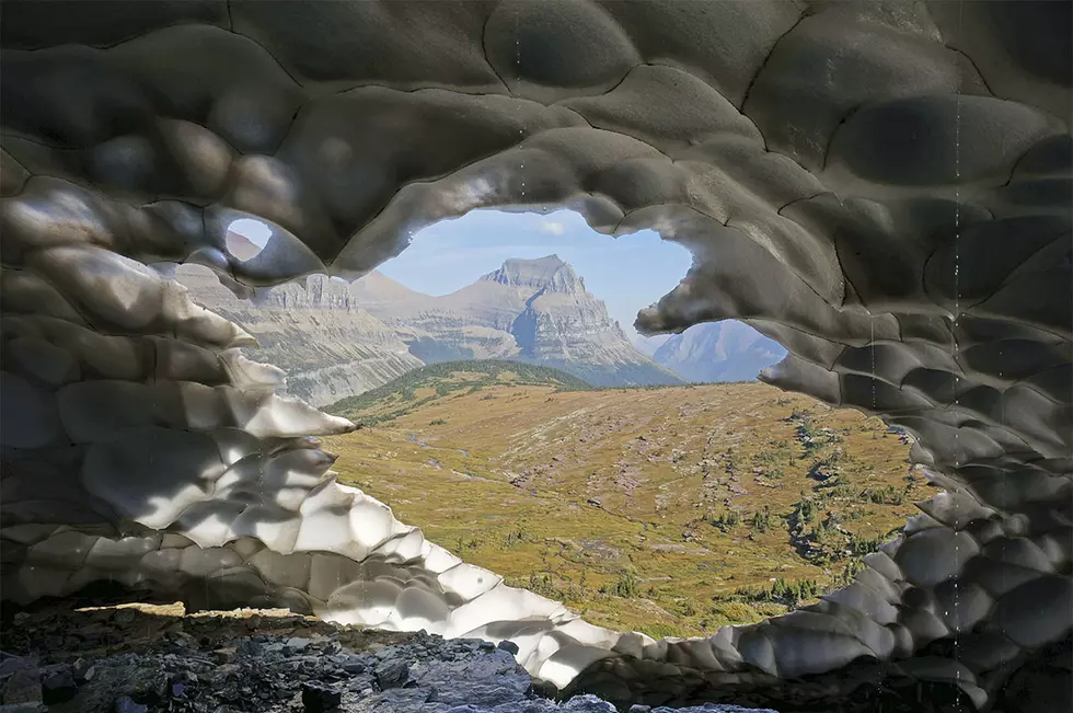 Alpine plants at risk of extinction as glaciers disappear