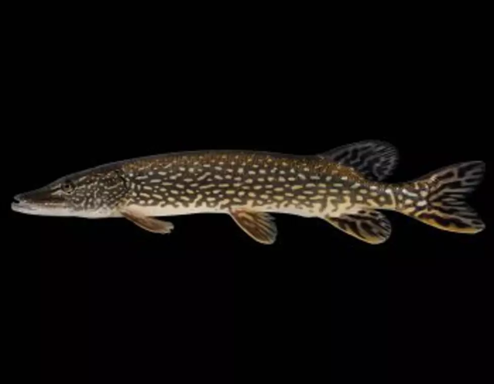 Biologists find nonnative northern pike in Placid Lake