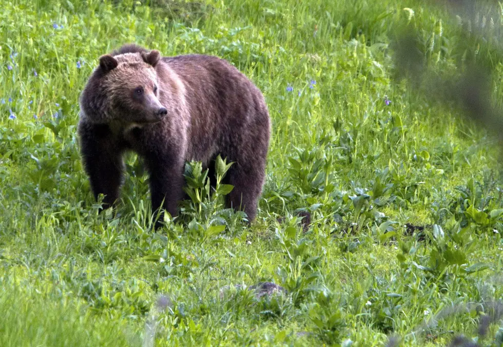 Viewpoint: A coordinated political attack against grizzlies, science