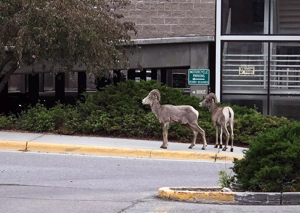 University of Montana Rams? No, but sheep make rare appearance on campus
