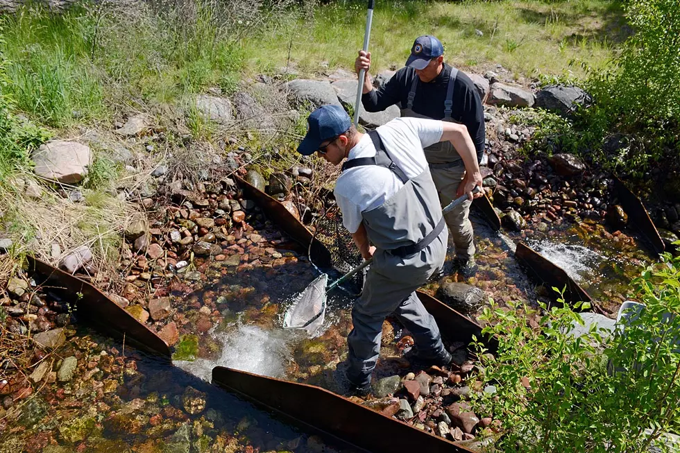 Trout tags reveal migration, spawning and reliance on cold water habitat