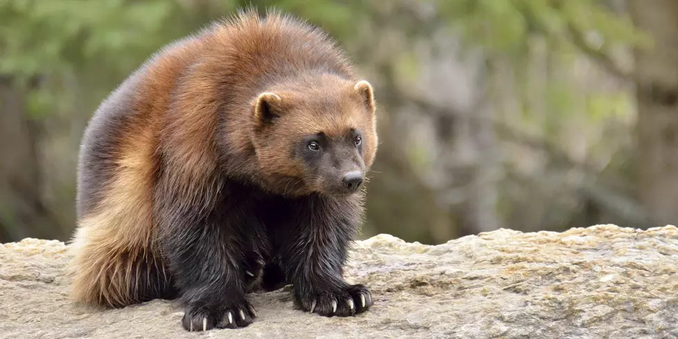 Wolverine research underway again in Glacier National Park