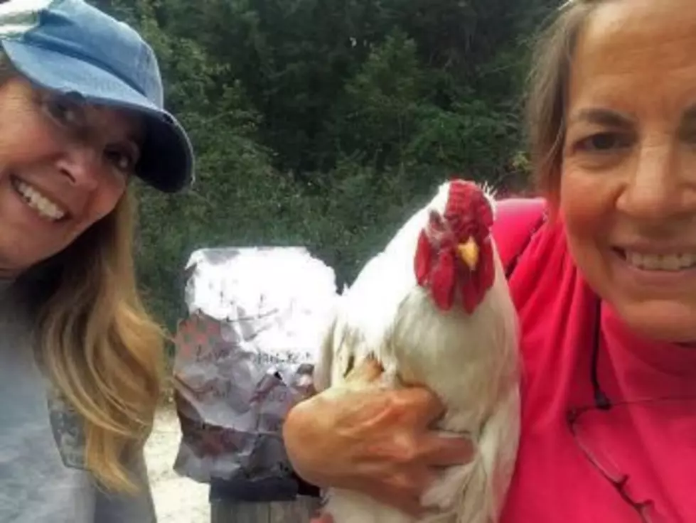 South Hills rooster rescue may signal start of COVID trend in chicken abandonment