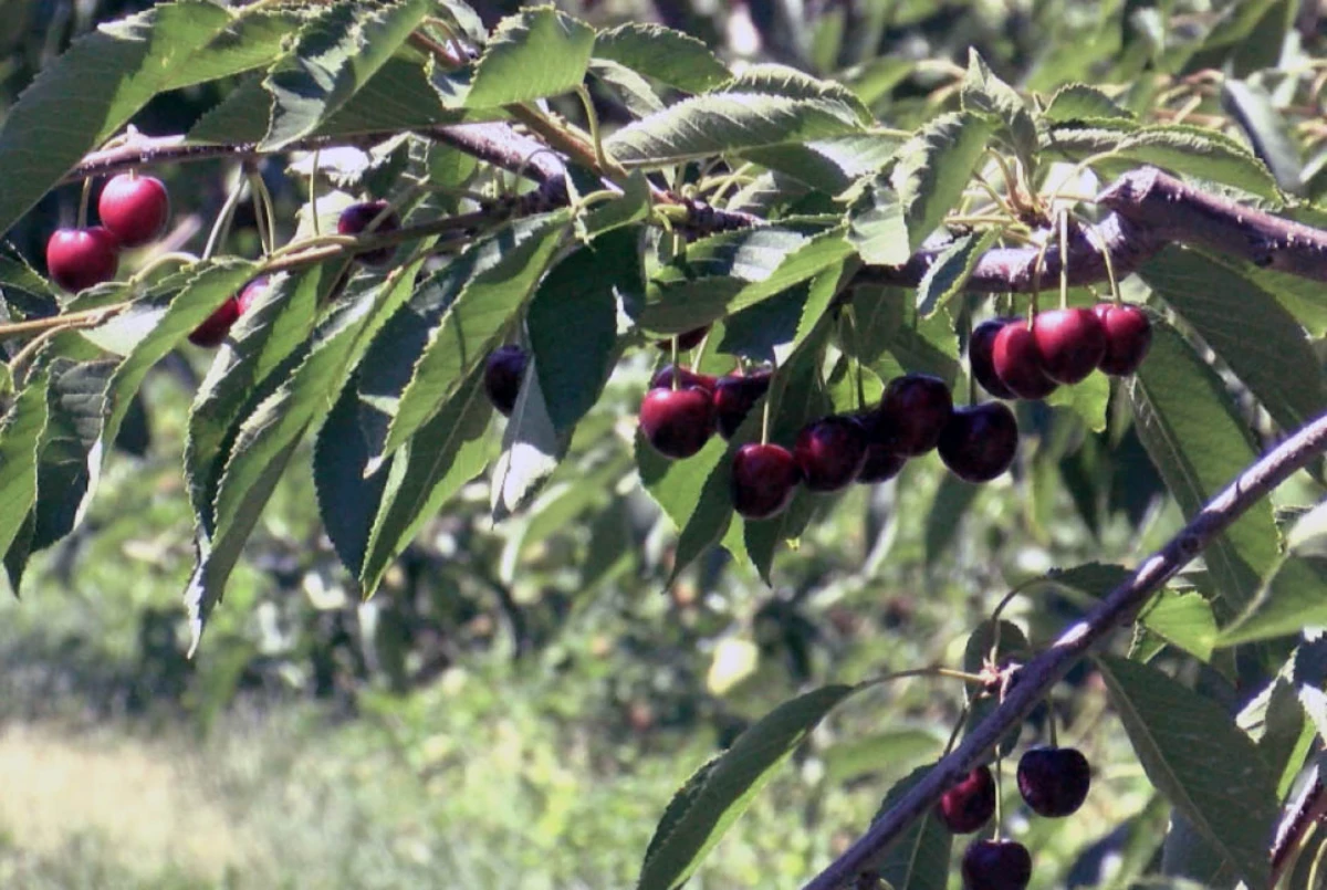 Flathead Lake cherry harvest in peak season and they’re naturally sweet