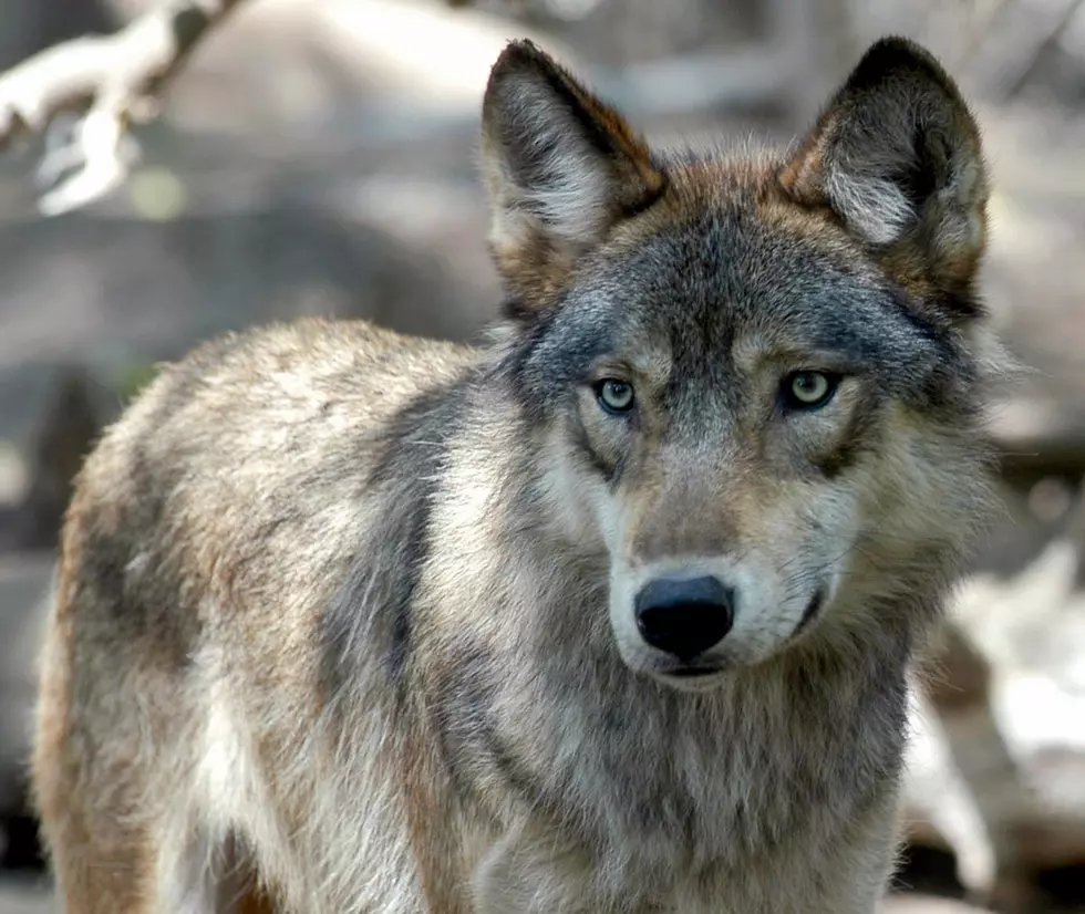 Lawsuit challenges gray wolf harvest near Yellowstone National Park