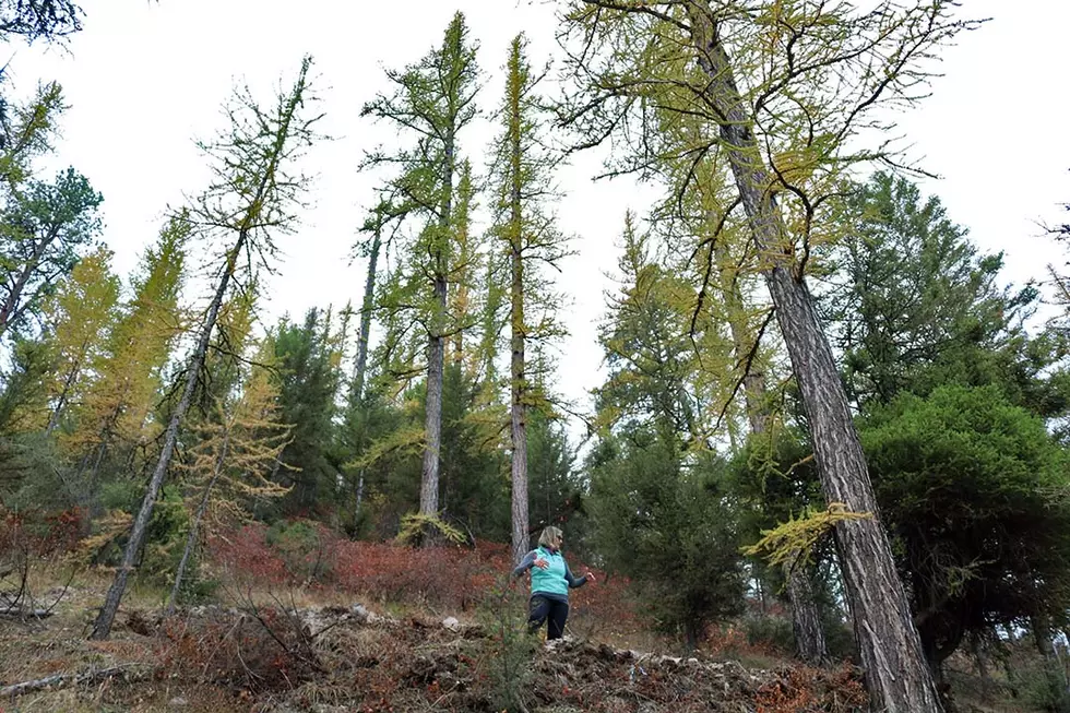 High, Wide and Handsome: Trail corridor up Mount Dean Stone grows South Hills access