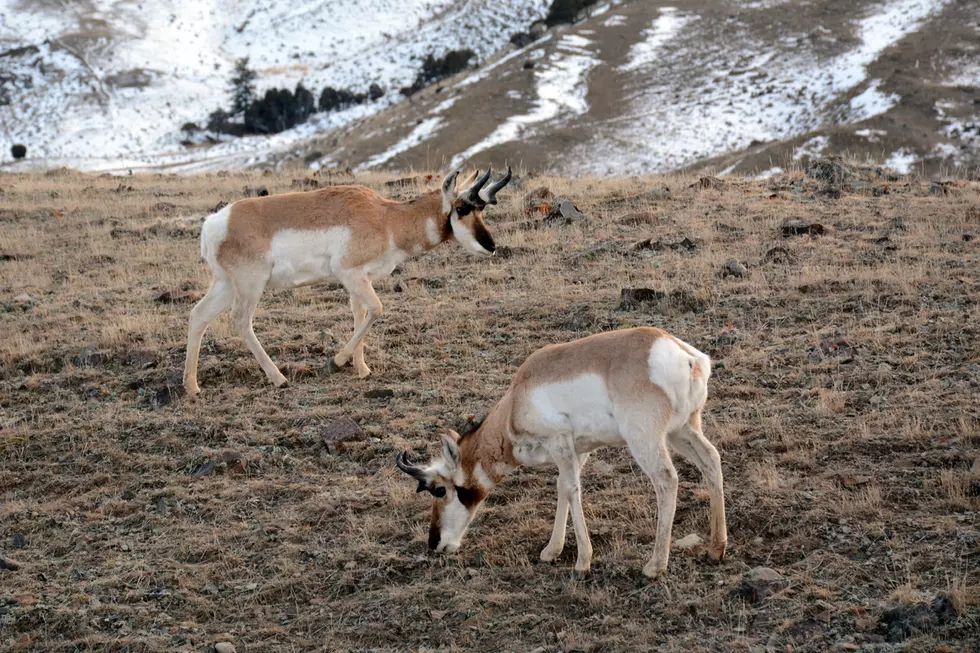 Study: Human development can block antelope migration