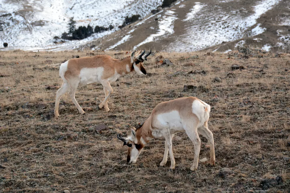 Conservation experts urge federal support for safe wildlife migration corridors