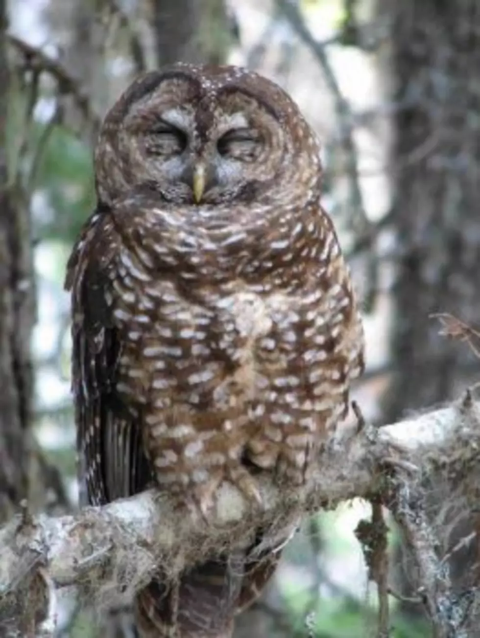 Feds sued over inaction on threatened northern spotted owl protections